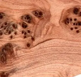 Loupe de cade méditerranéenne